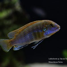 Labidochromis sp. ‚blue bar‘