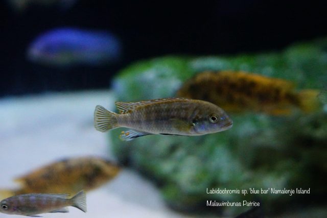 Labidochromis sp. 'blue bar' Namalenje Island