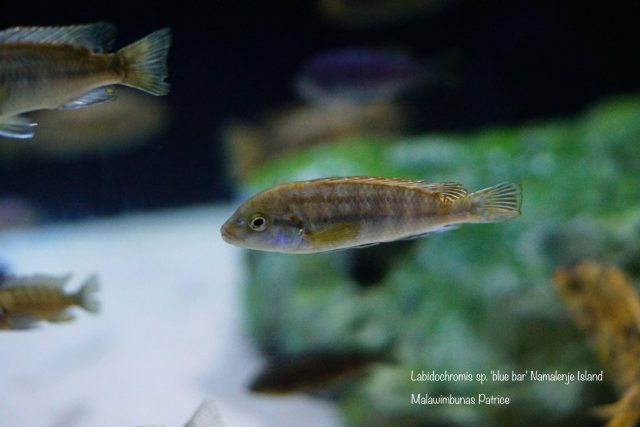 Labidochromis sp. 'blue bar' Namalenje Island