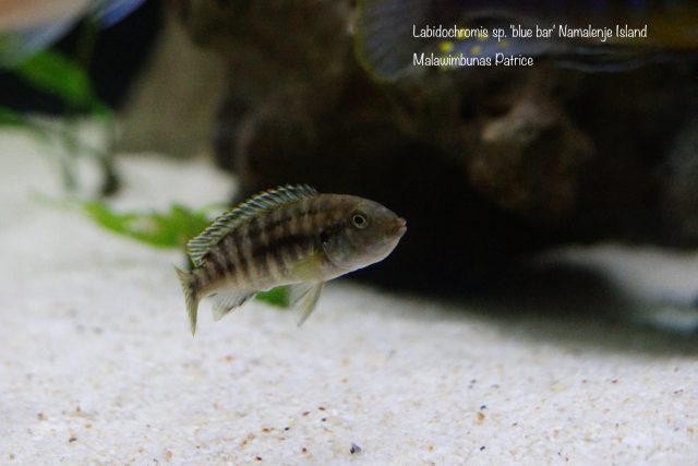 Labidochromis sp. 'blue bar' Namalenje Island