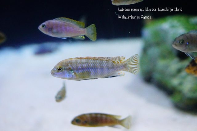 Labidochromis sp. 'blue bar' Namalenje Island