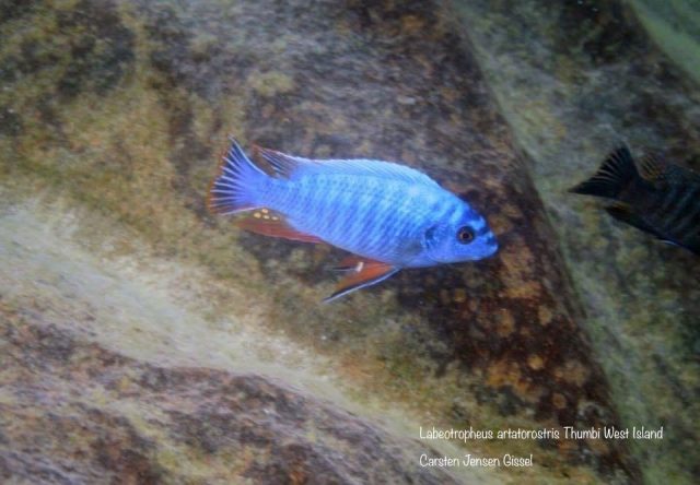 Labeotropheus artatorostris (samec)