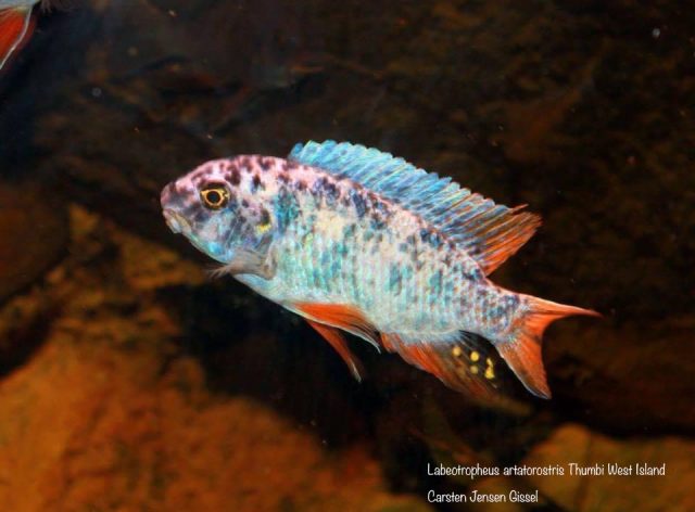 Labeotropheus artatorostris (MC samec)