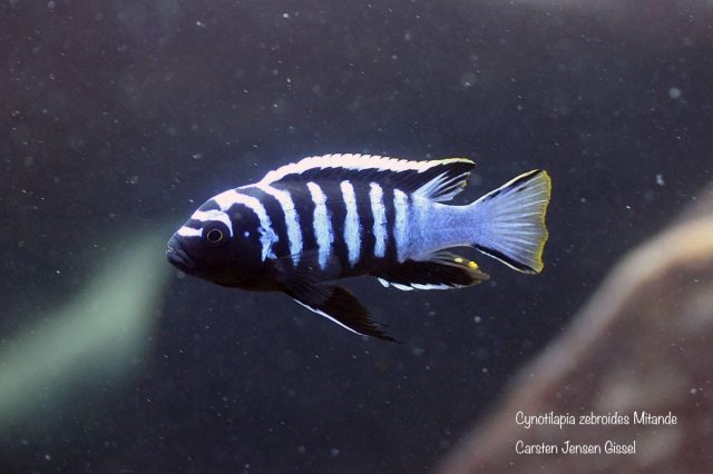 Cynotilapia zebroides Mitande (samec)