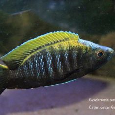 Copadichromis geertsi