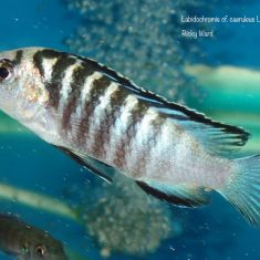 Labidochromis cf. caeruleus