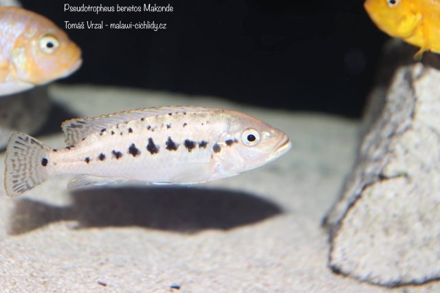 Pseudotropheus benetos Makonde (samice)