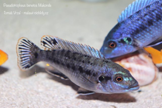 Pseudotropheus benetos Makonde (samec)