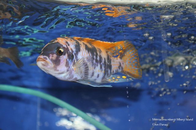 Metriaclima mbenjii Mbenji Island (MC samec)