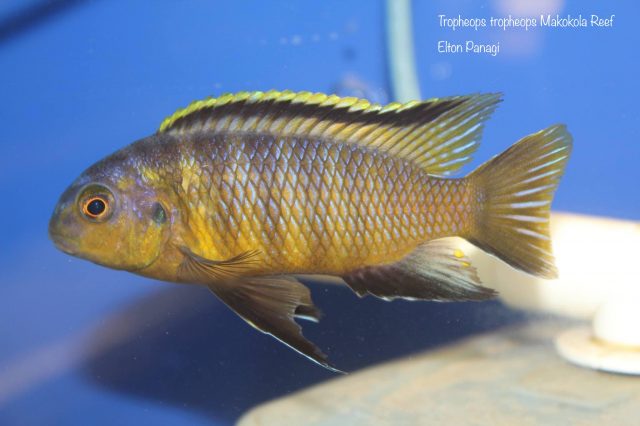 Tropheops tropheops Makokola Reef (samec)