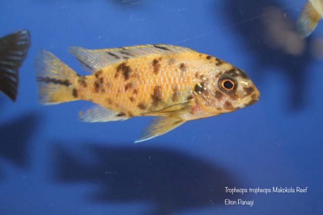 Tropheops tropheops Makokola Reef (OB samice)