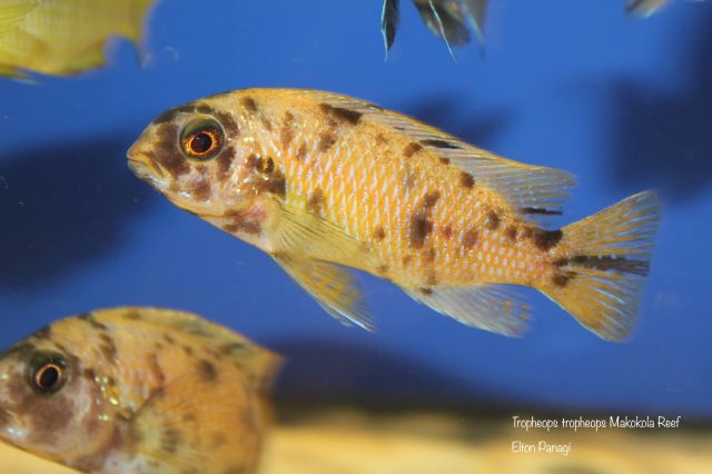 Tropheops tropheops Makokola Reef (OB samice)