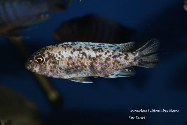 Labeotropheus fuelleborni Hora Mhango (OB samice)