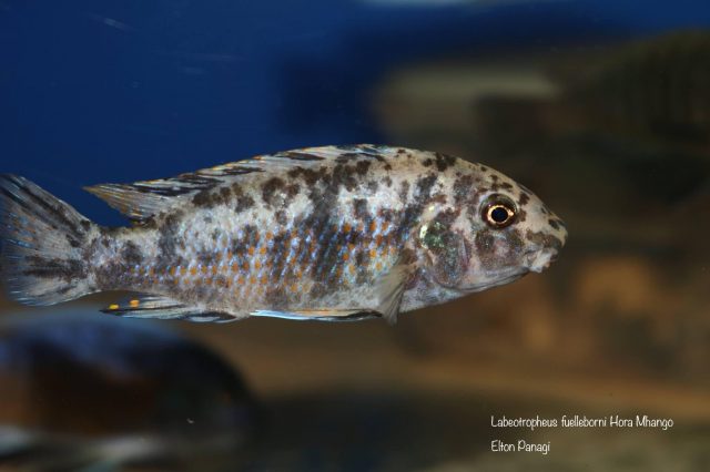 Labeotropheus fuelleborni Hora Mhango (OB samice)