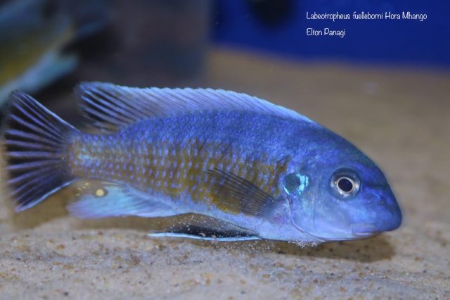 Labeotropheus fuelleborni Hora Mhango