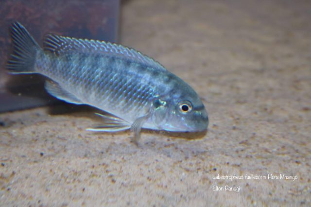 Labeotropheus fuelleborni Hora Mhango (samice)