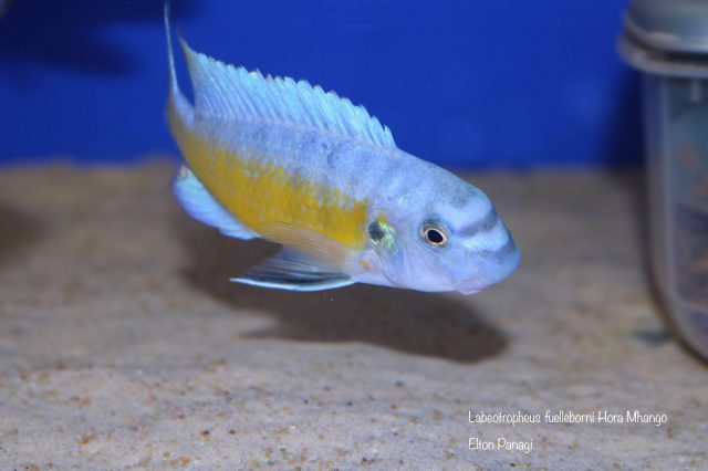 Labeotropheus fuelleborni (21)