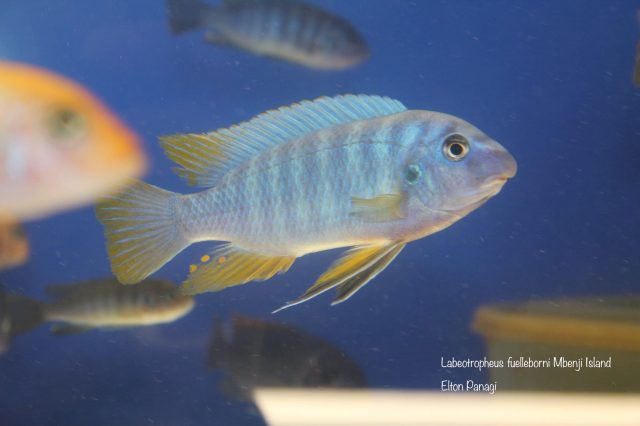 Labeotropheus fuelleborni Mbenji (samec)