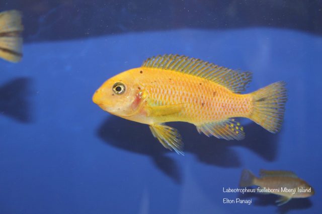 Labeotropheus fuelleborni Mbenji (O samice)