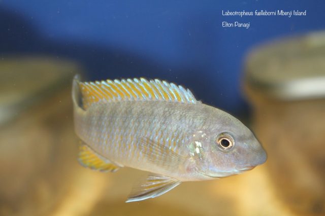 Labeotropheus fuelleborni Mbenji (samice)