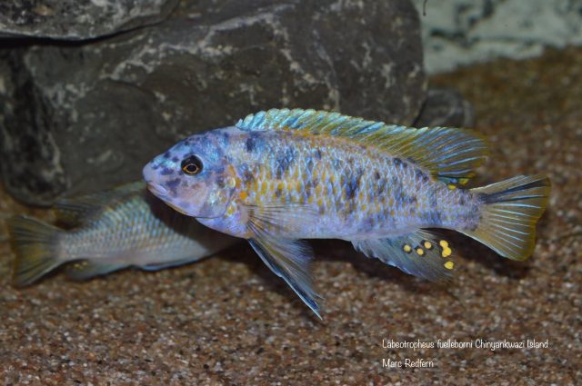 Labeotropheus fuelleborni (22)