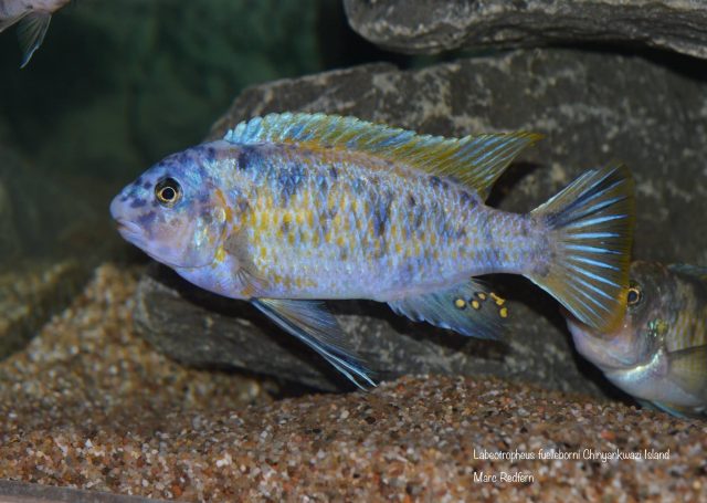 Labeotropheus fuelleborni Chinyankwazi Island