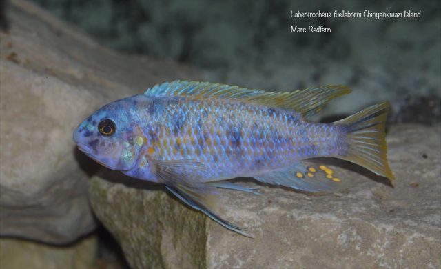 Labeotropheus fuelleborni Chinyankwazi Island