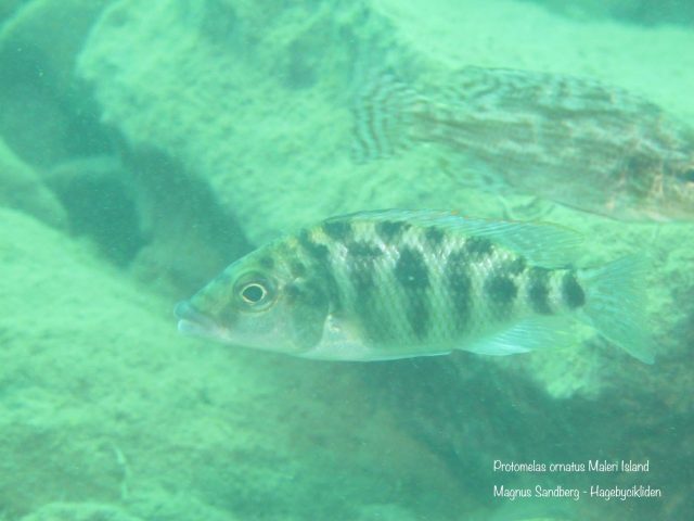 Protomelas ornatus Maleri Island