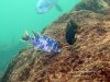 Labeotropheus fuelleborni  New Reef (MC samec)