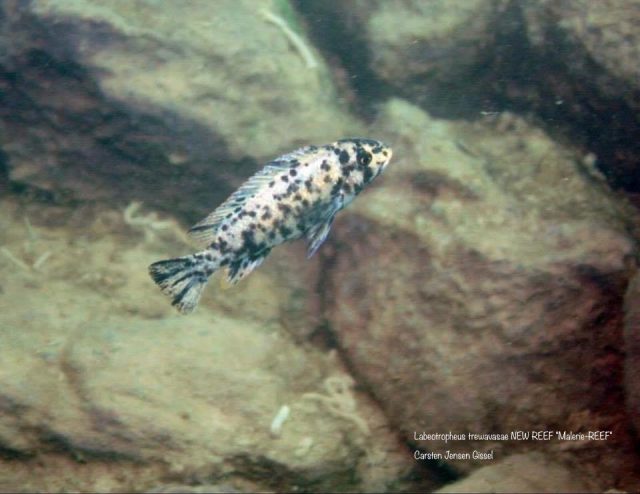 Labeotropheus trewavasae New Reef Maleri