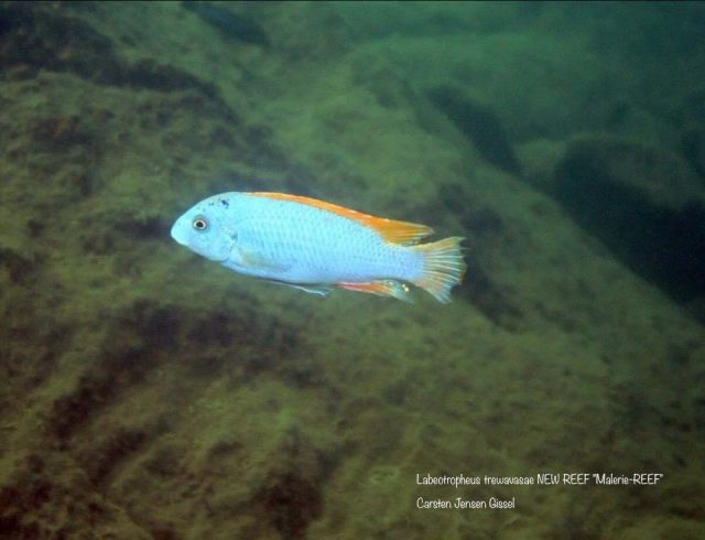 Labeotropheus trewavasae