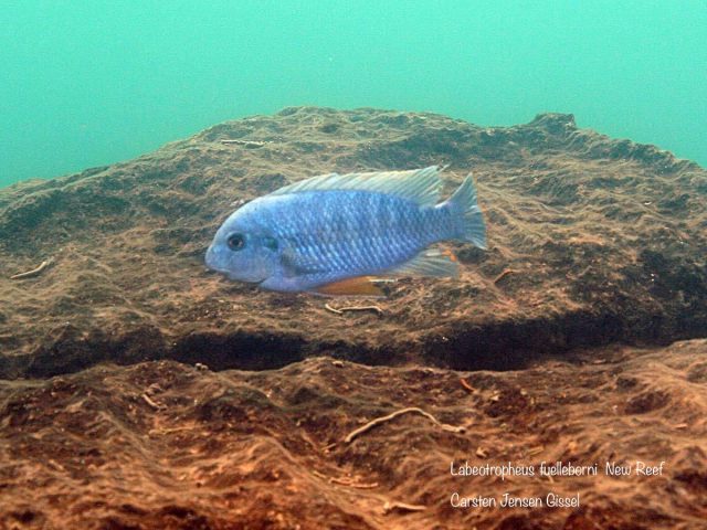 Labeotropheus fuelleborni (23)