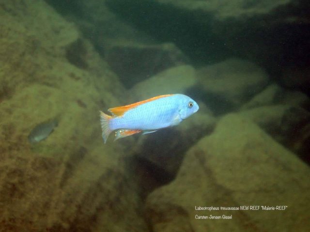 Labeotropheus trewavasae New Reef Maleri