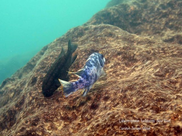 Labeotropheus fuelleborni  New Reef (MC samec)