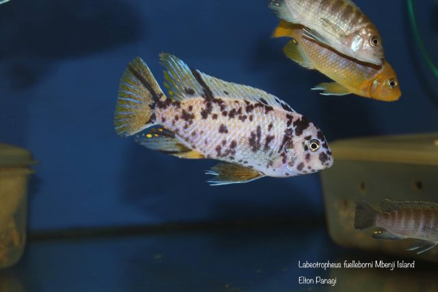 Labeotropheus fuelleborni Mbenji (MC samec)