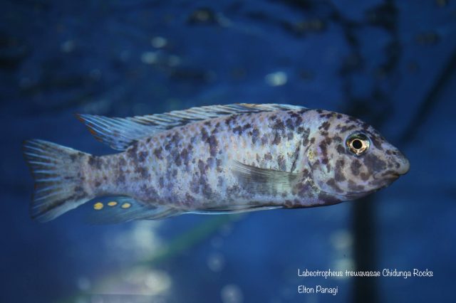 Labeotropheus trewavasae Chidunga Rocks (MC samec)