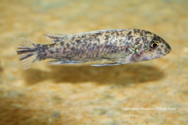 Labeotropheus trewavasae Chidunga Rocks (OB samice)