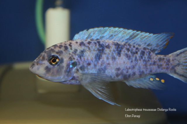 Labeotropheus trewavasae Chidunga Rocks (MC samec)