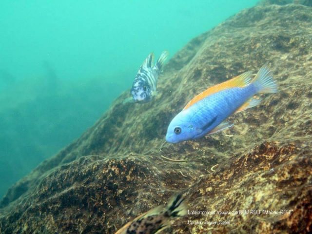 Labeotropheus trewavasae New Reef Maleri