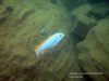 Labeotropheus trewavasae New Reef Maleri