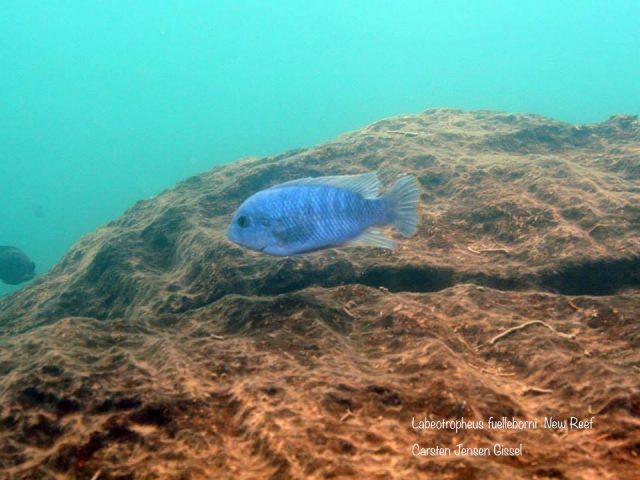 Labeotropheus fuelleborni  New Reef