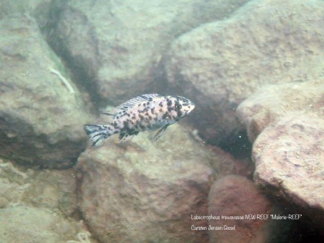 Labeotropheus trewavasae New Reef Maleri 