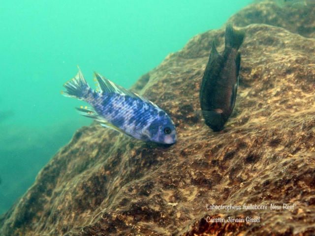 Labeotropheus fuelleborni  New Reef (MC samec)