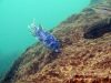 Labeotropheus fuelleborni  New Reef (MC samec)