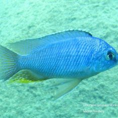 Protomelas taeniolatus