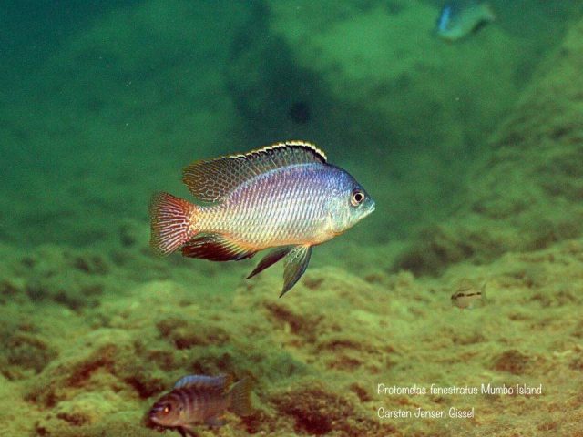 Protomelas fenestratus Mumbo Island