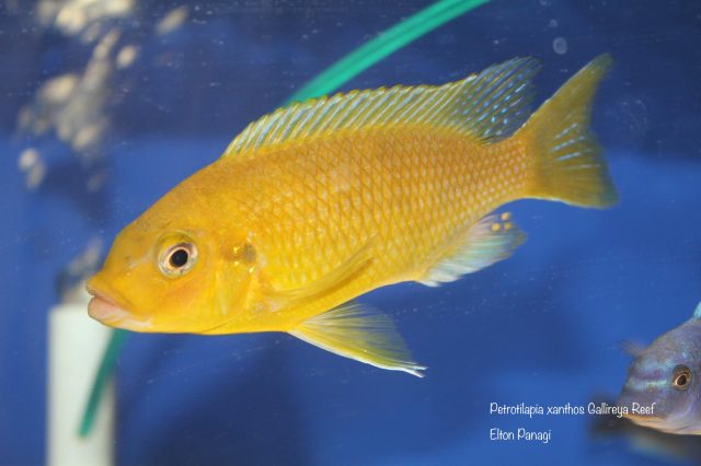 Petrotilapia xanthos Gallireya Reef (samec)