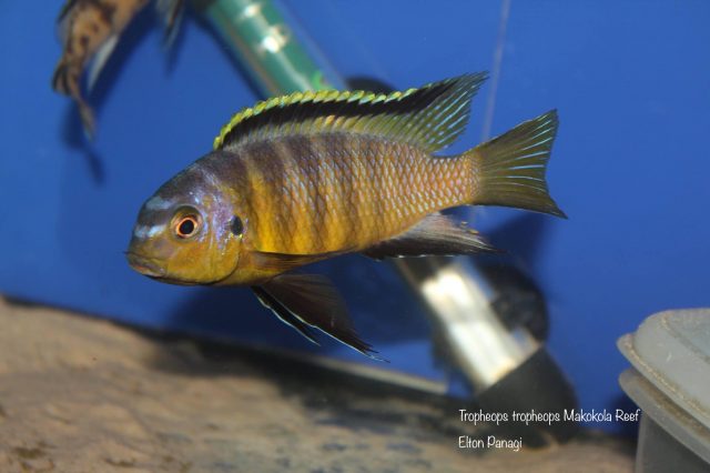 Tropheops tropheops Makokola Reef (samec)