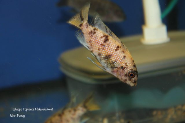 Tropheops tropheops Makokola Reef (OB samice)