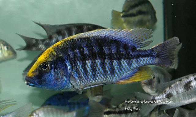 Protomelas spilonotus Chitedze